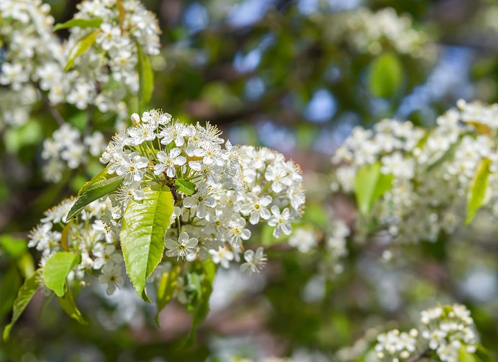 Pin Cherry Tree_mcajan_Shutterstock