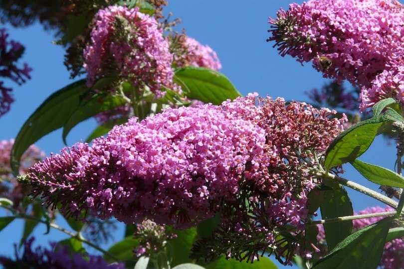 pink butterfly bush