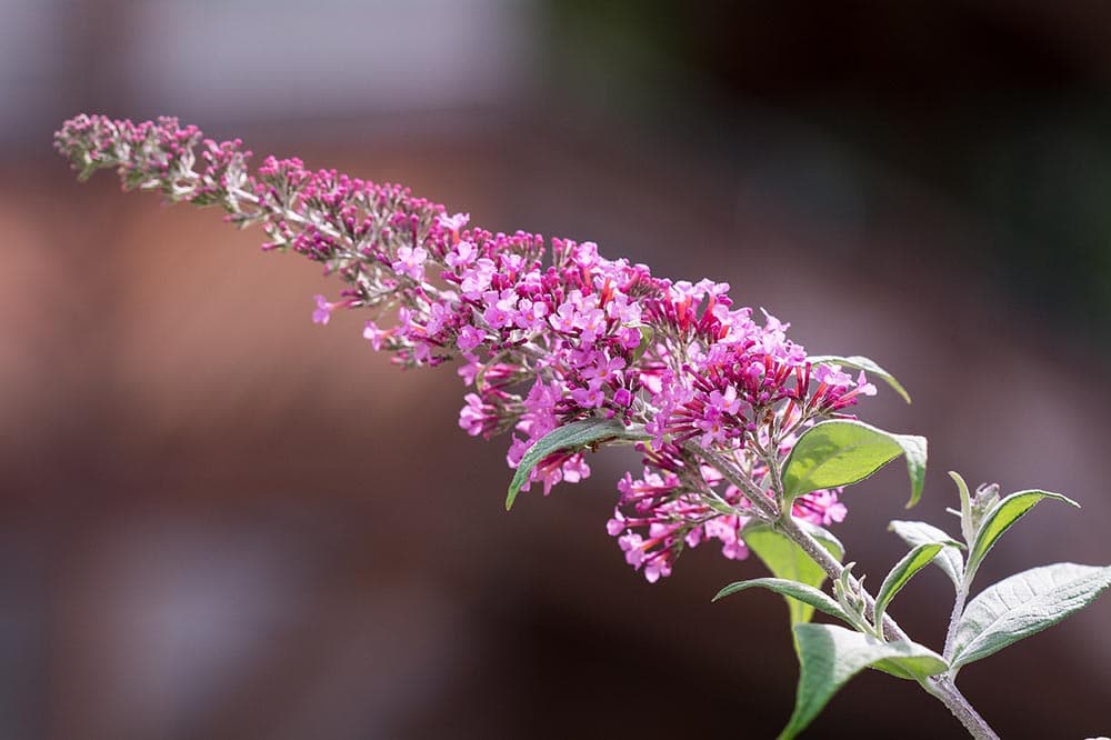 pink butterfly bush