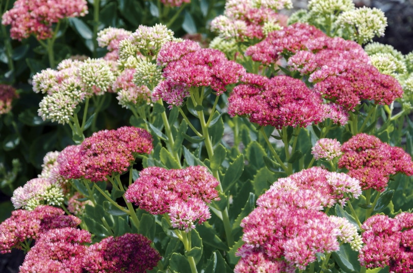 pink sedum