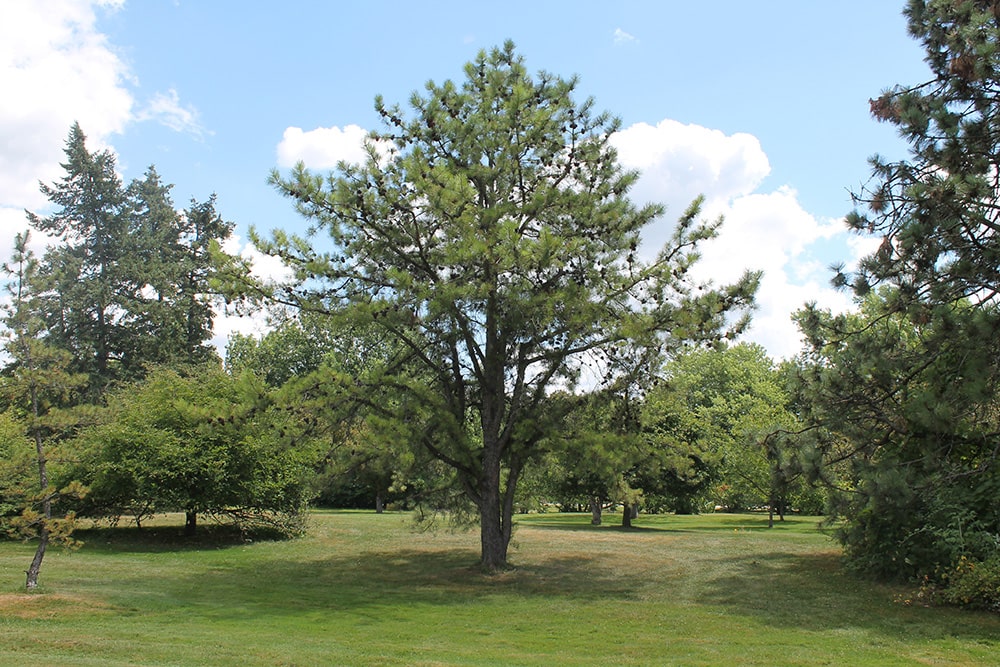 Pitch Pine_MIROFOSS_Shutterstock