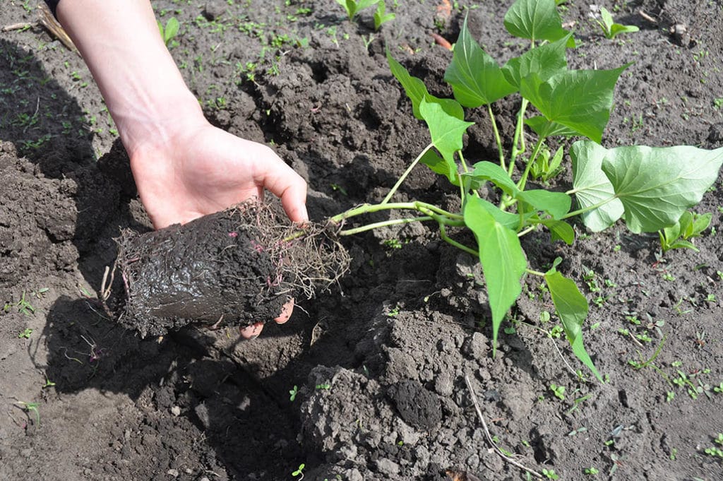 planting sweet potato