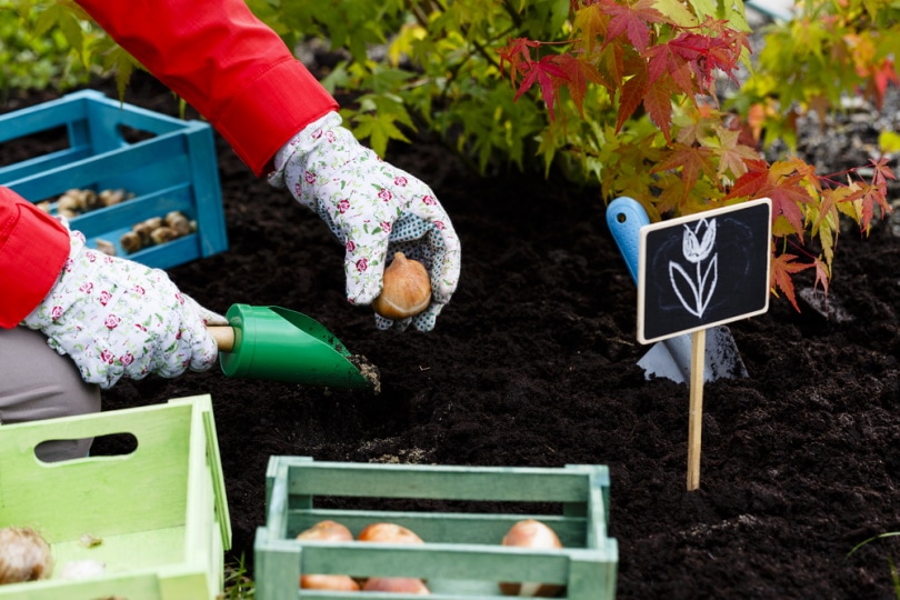 planting tulip bulbs