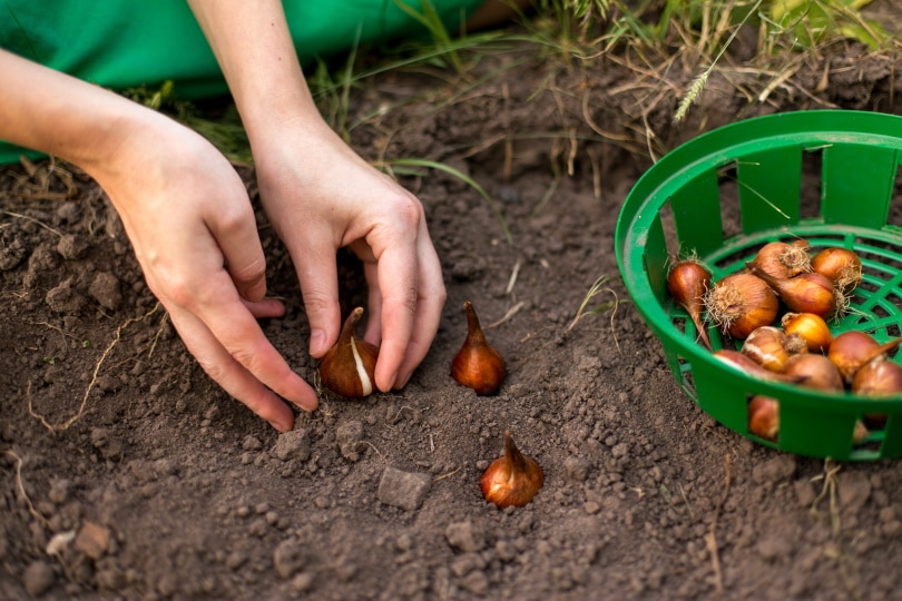 planting tulip bulbs