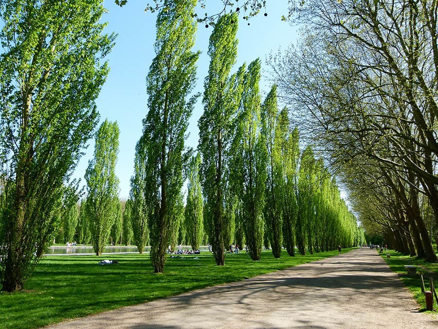poplar trees in France