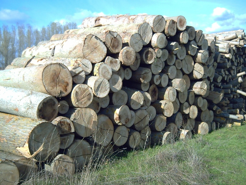 poplar woods