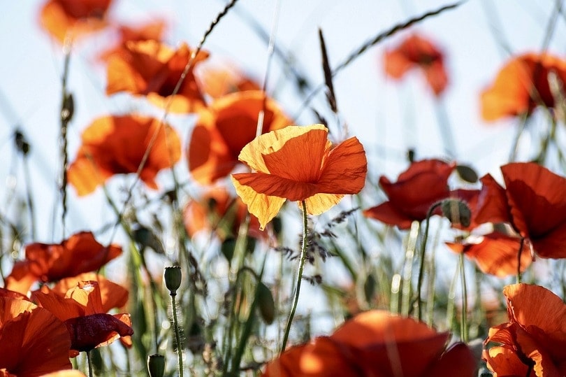 poppy-pixabay