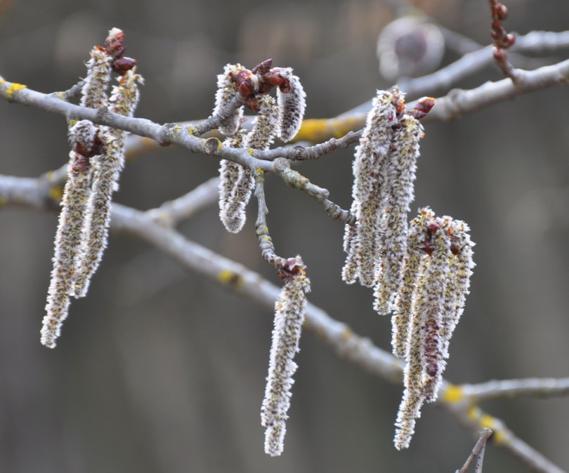 Populus tremuloides