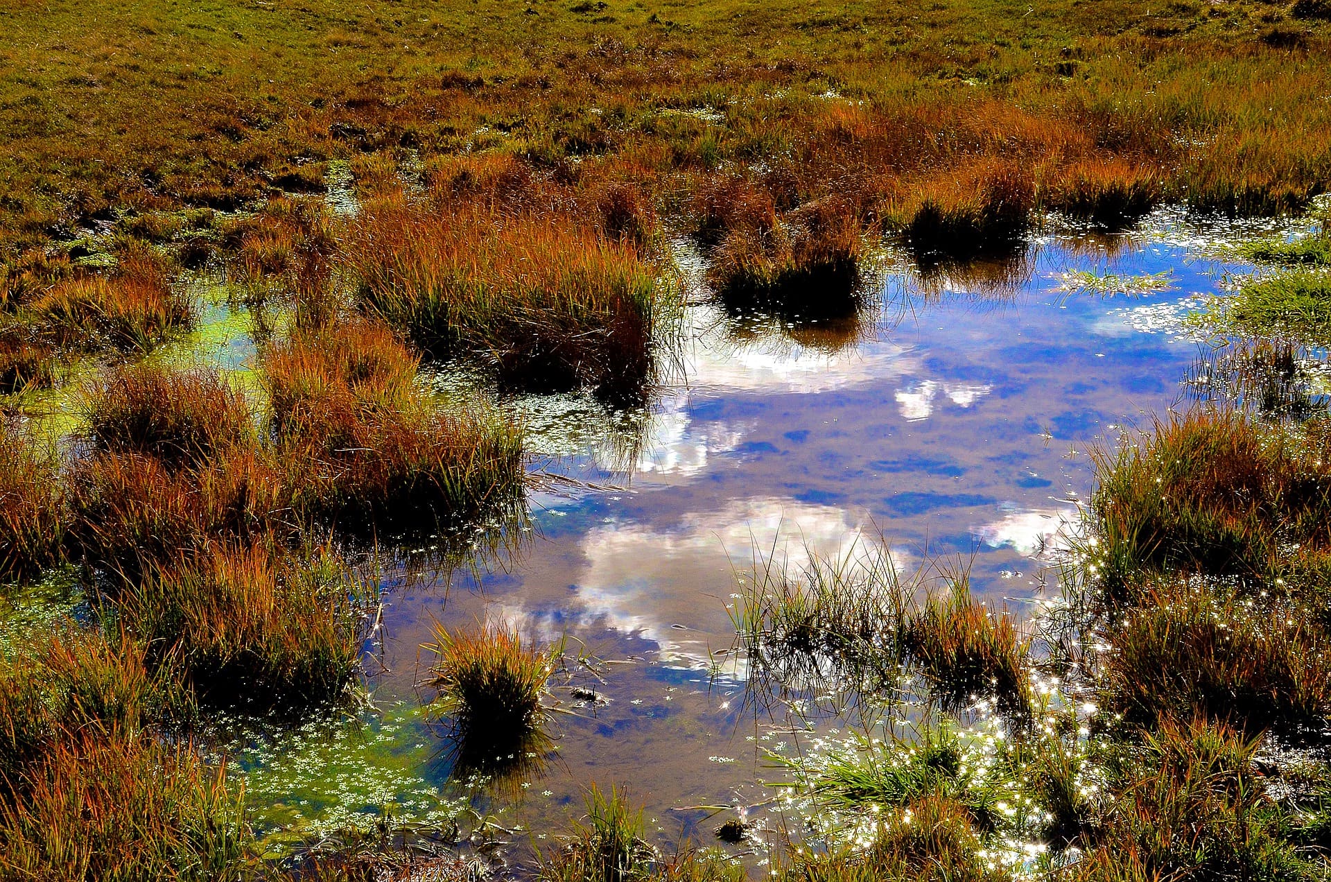 Puddle in nature with wetland grass