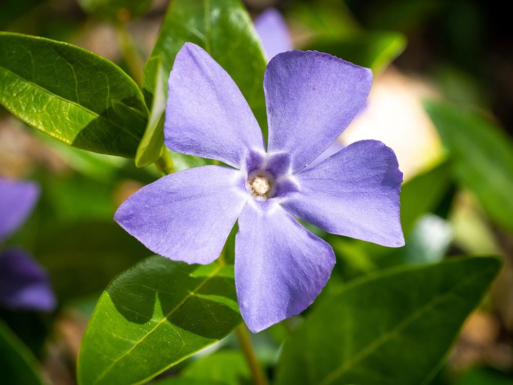purple European Periwinkle
