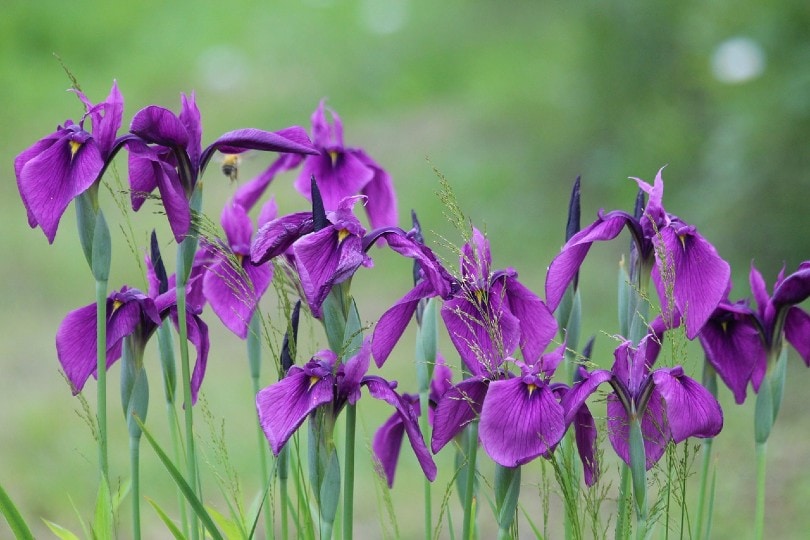 purple irises