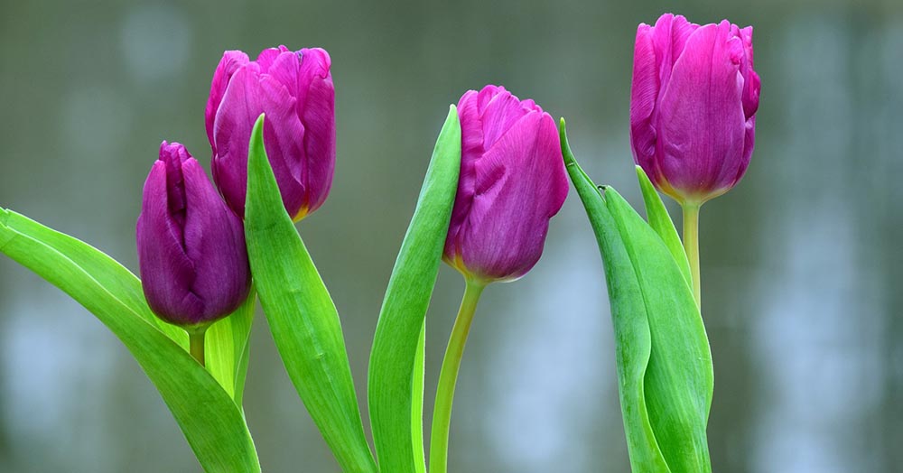 purple tulips