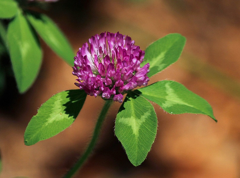 Red Clover Closeup