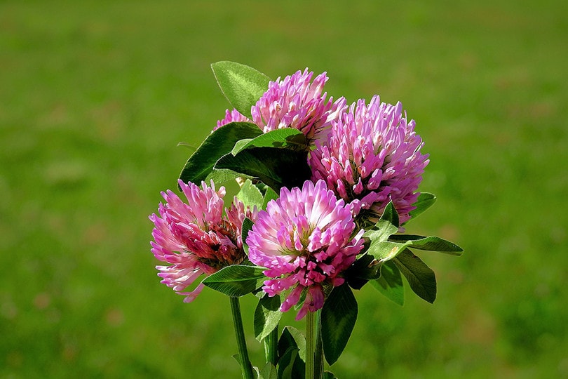 Red Clover