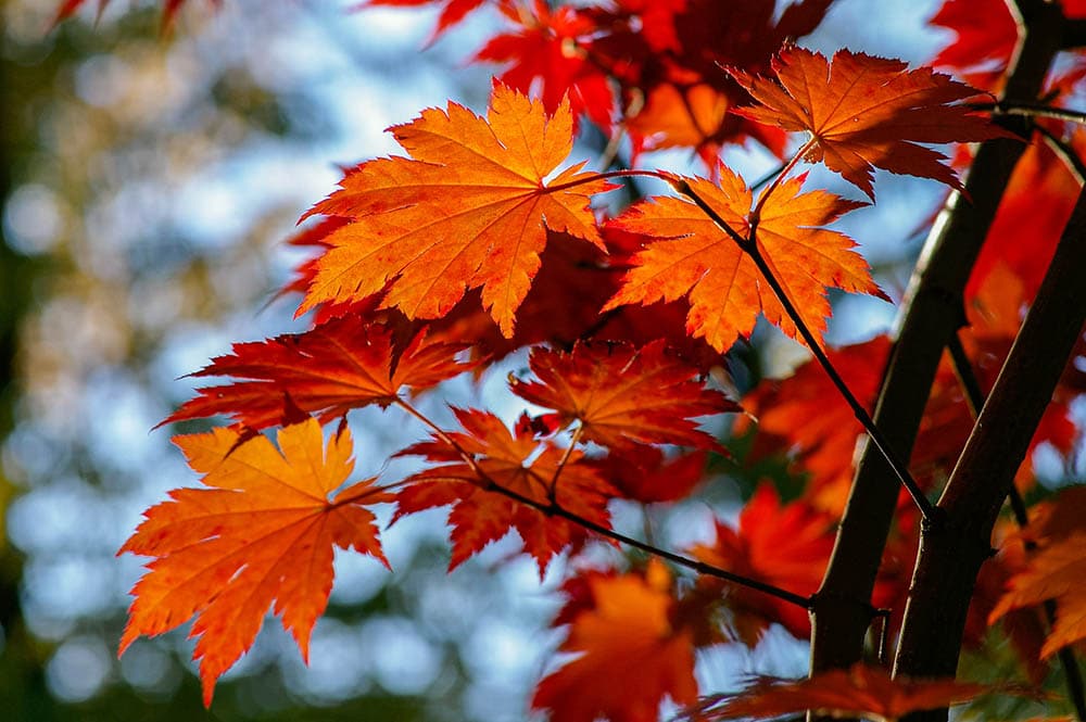 Red Maple Tree_Yoksel Zok_Unsplash
