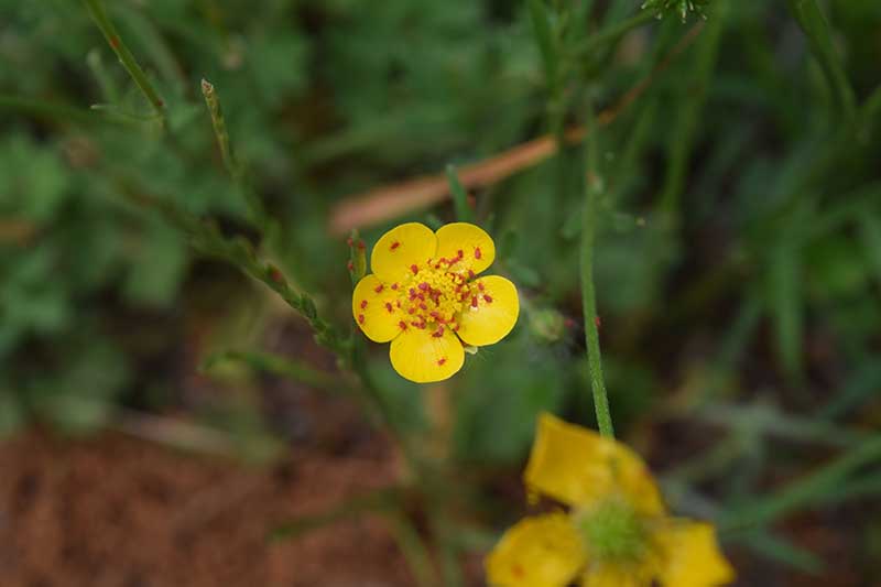 red mites on a small yellow flower