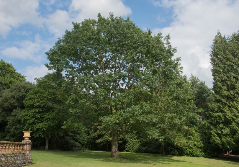 red oak tree