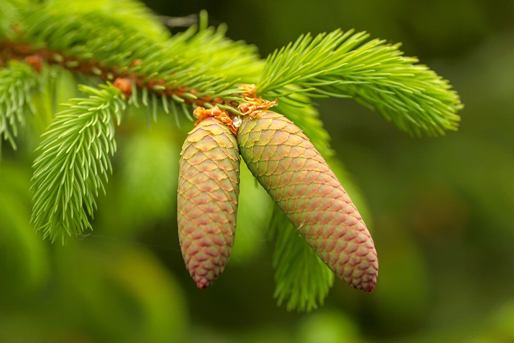 Red Spruce Tree_Michele Ursi_Shutterstock