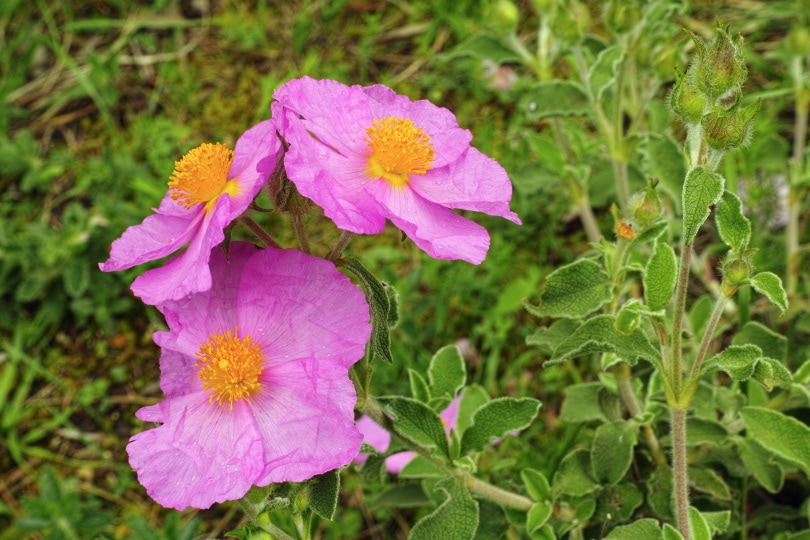 rock rose
