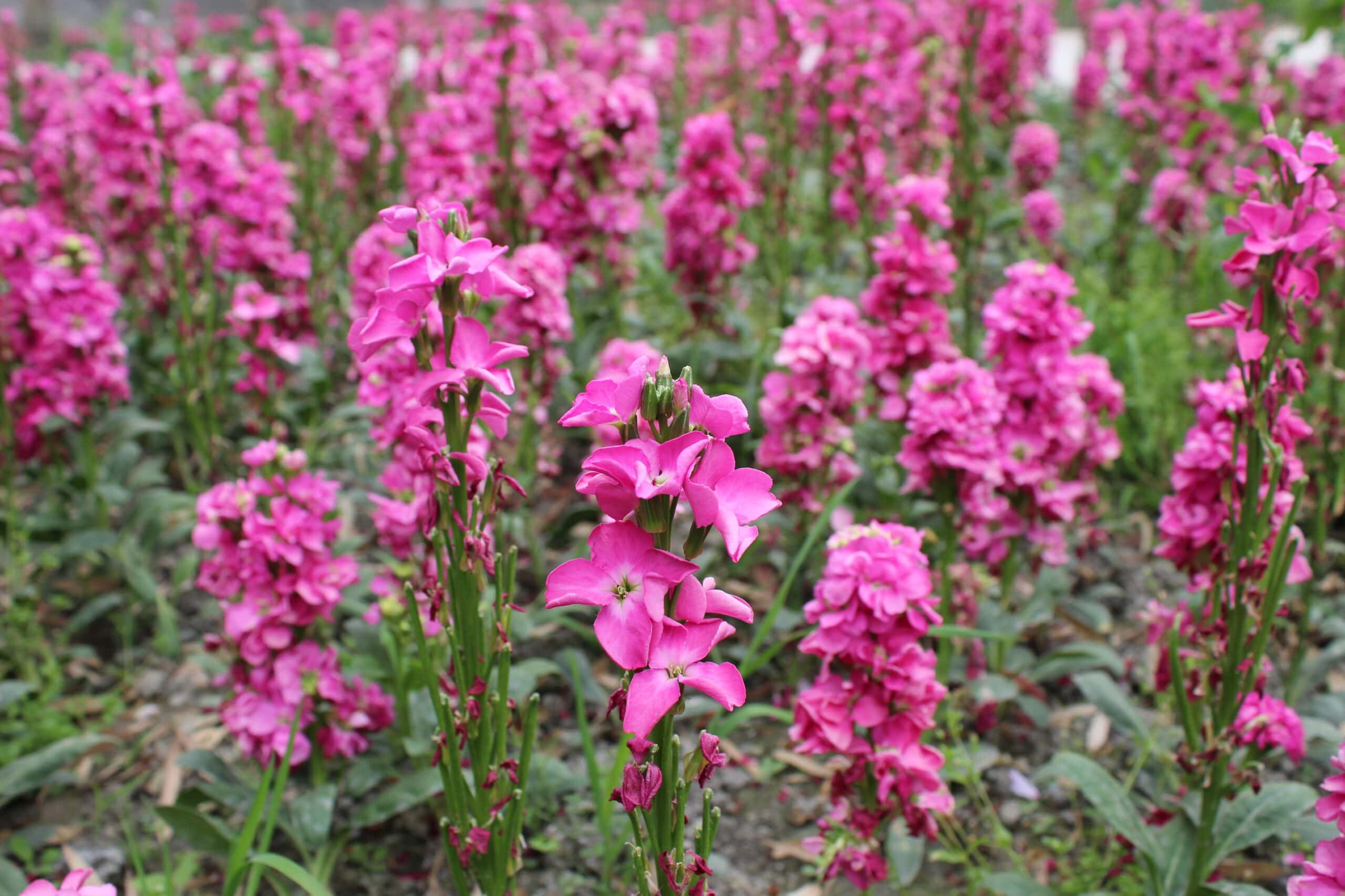 Rocket Snapdragon