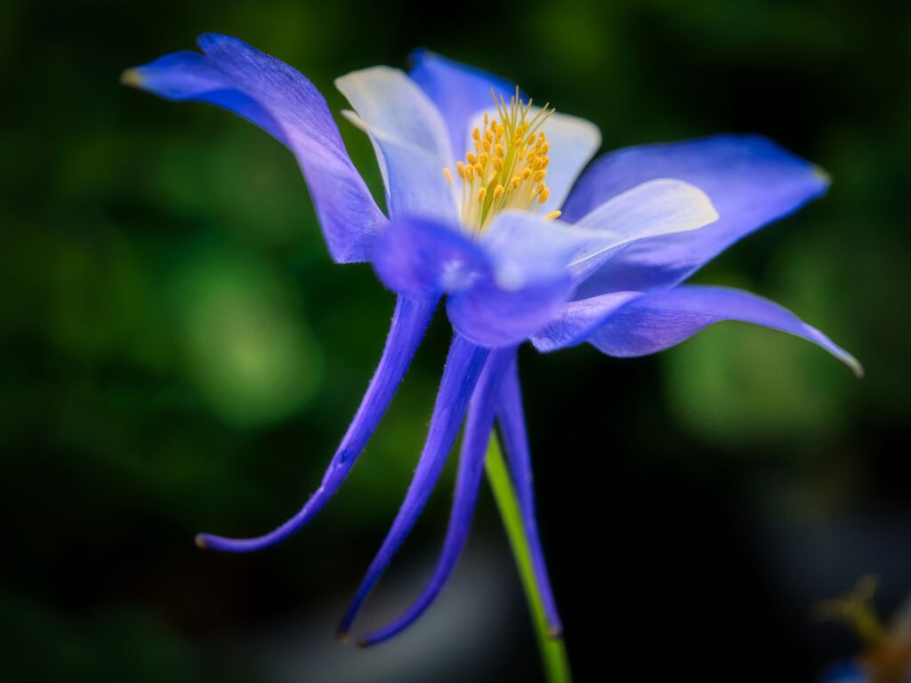 Rocky Mountain Columbine
