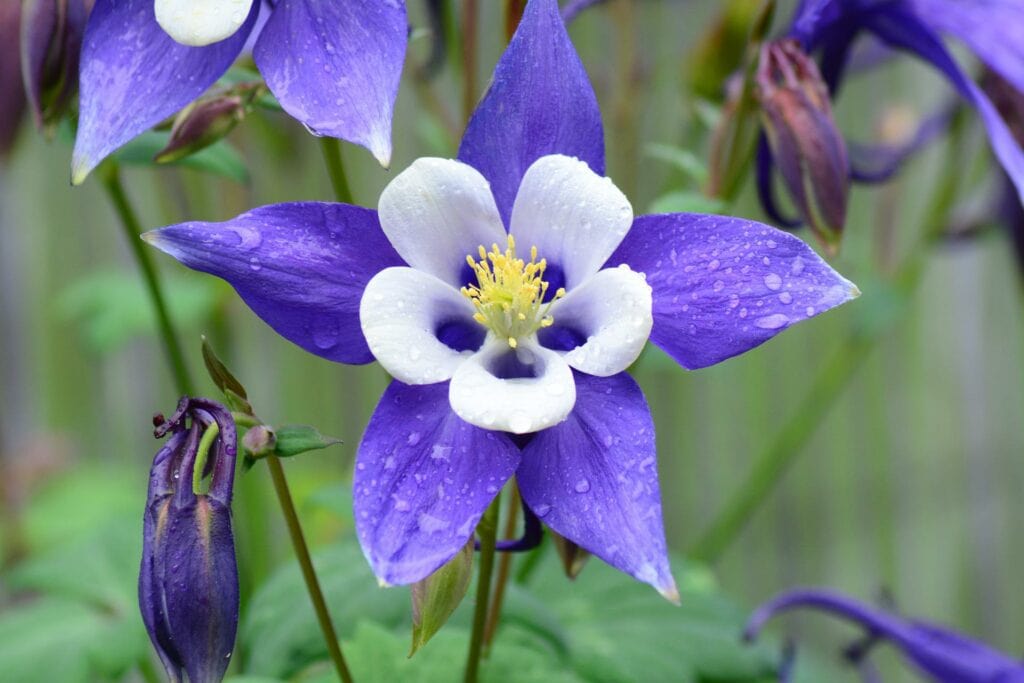 Rocky Mountain Columbine