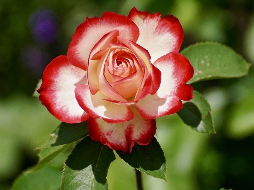 rose-pixabay (3)