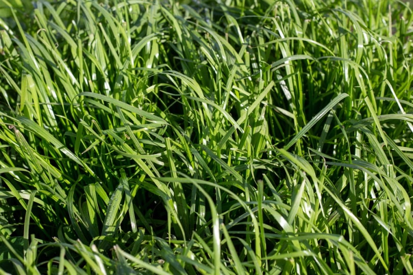 ryegrass