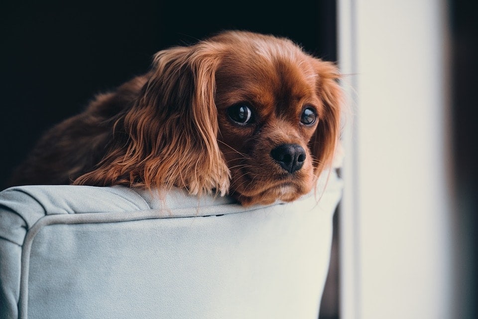 sad dog in sofa