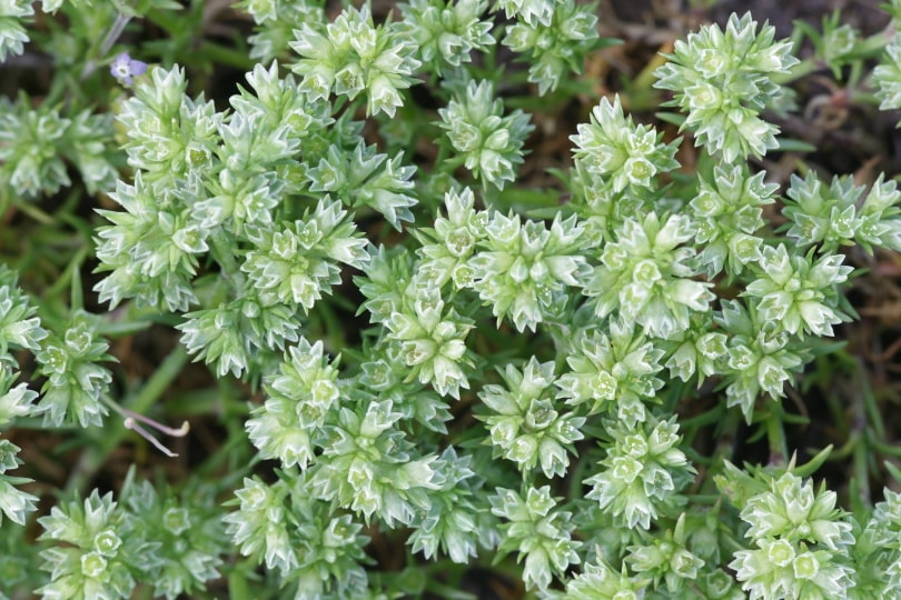 scleranthus flower