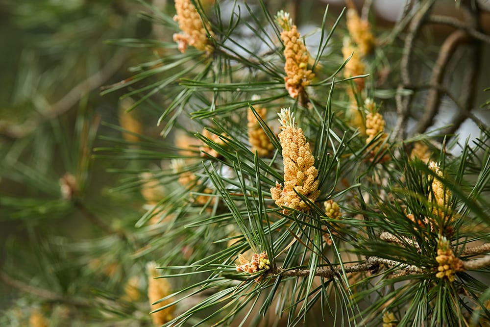 Scotch Pine Tree_RYosha_Shutterstock