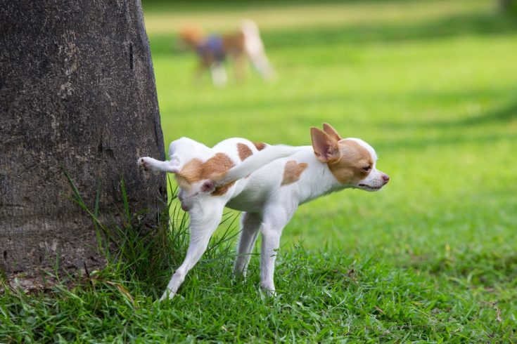Dog peeing