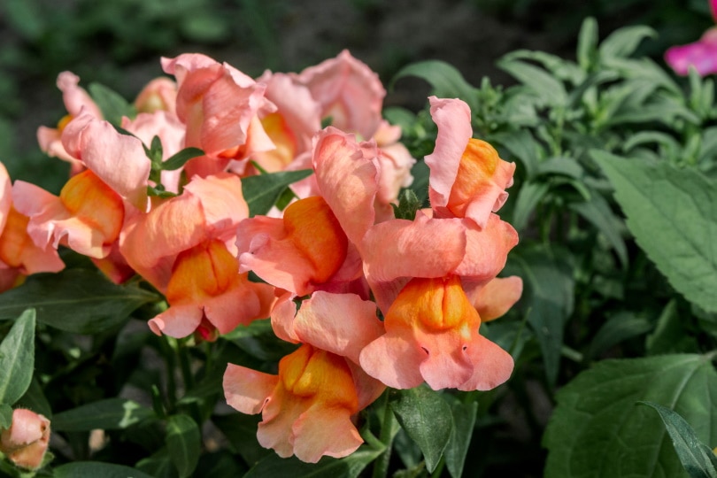 snapdragon flower