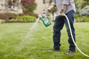 spraying Ortho Nutsedge Killer for Lawns