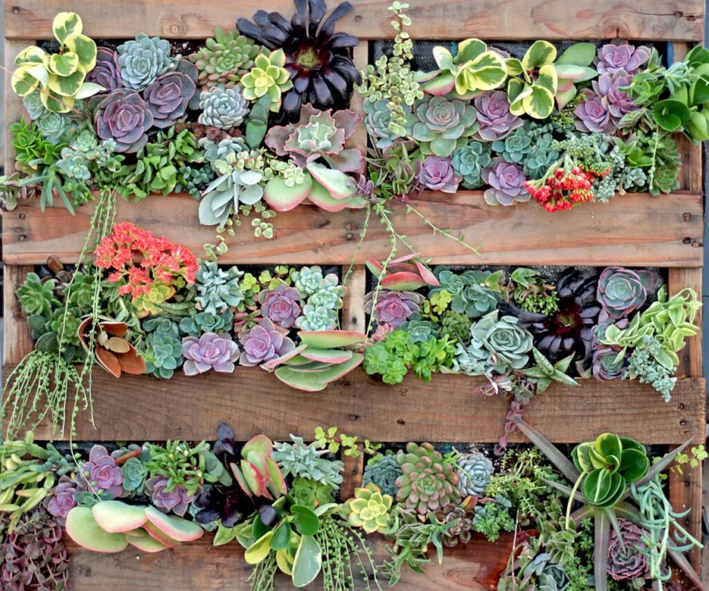 succulent wall
