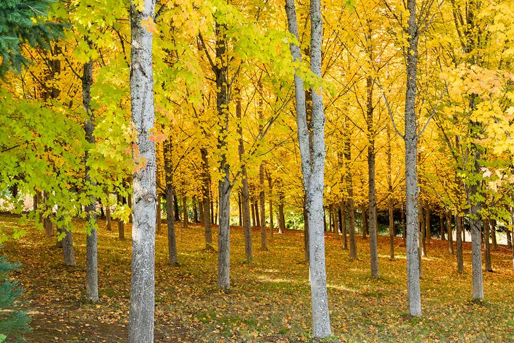 Sugar Maple Trees