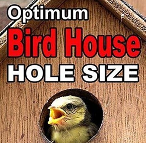 Sun Catcher Studio Bird House Hole Size (Best Dimensions)