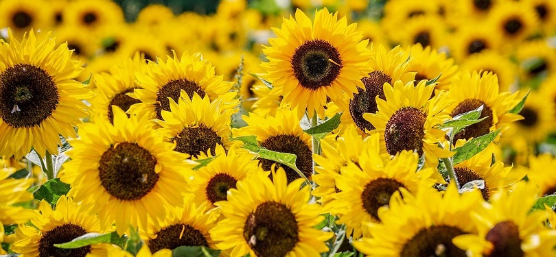 sunflower-pixabay