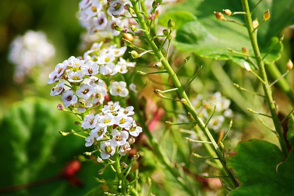 sweet alyssum flowers