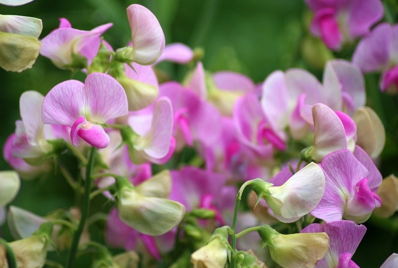 sweet-pea-scented-pixabay