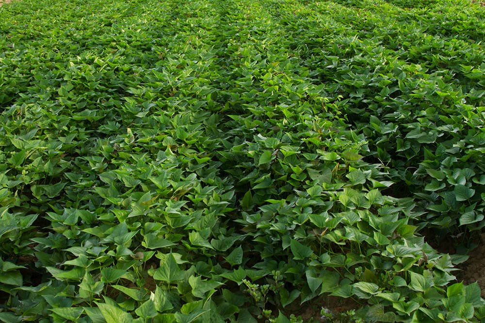 sweet potato field