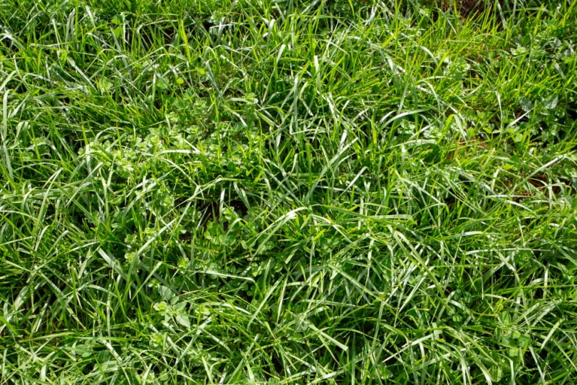 tall fescue grass