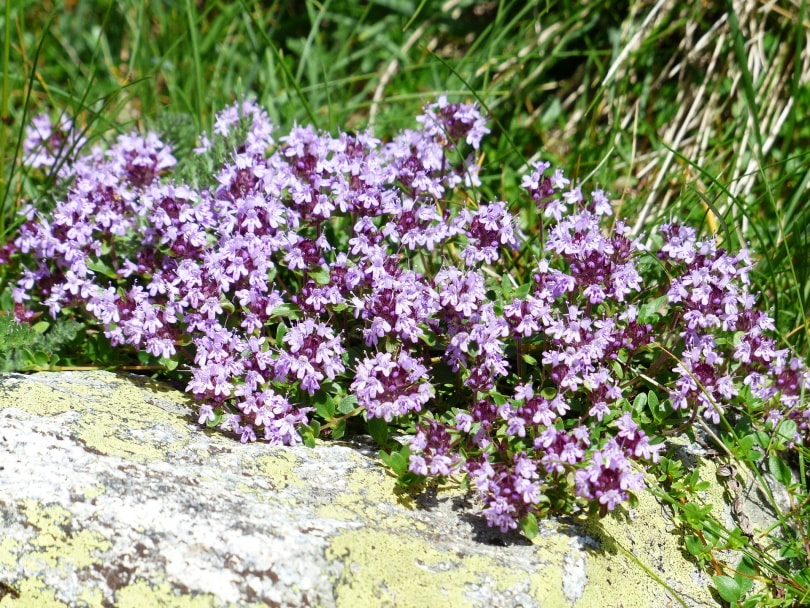 thyme flower