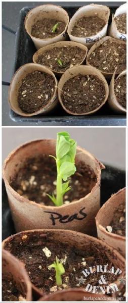 Toilet Paper Roll Seed Starters