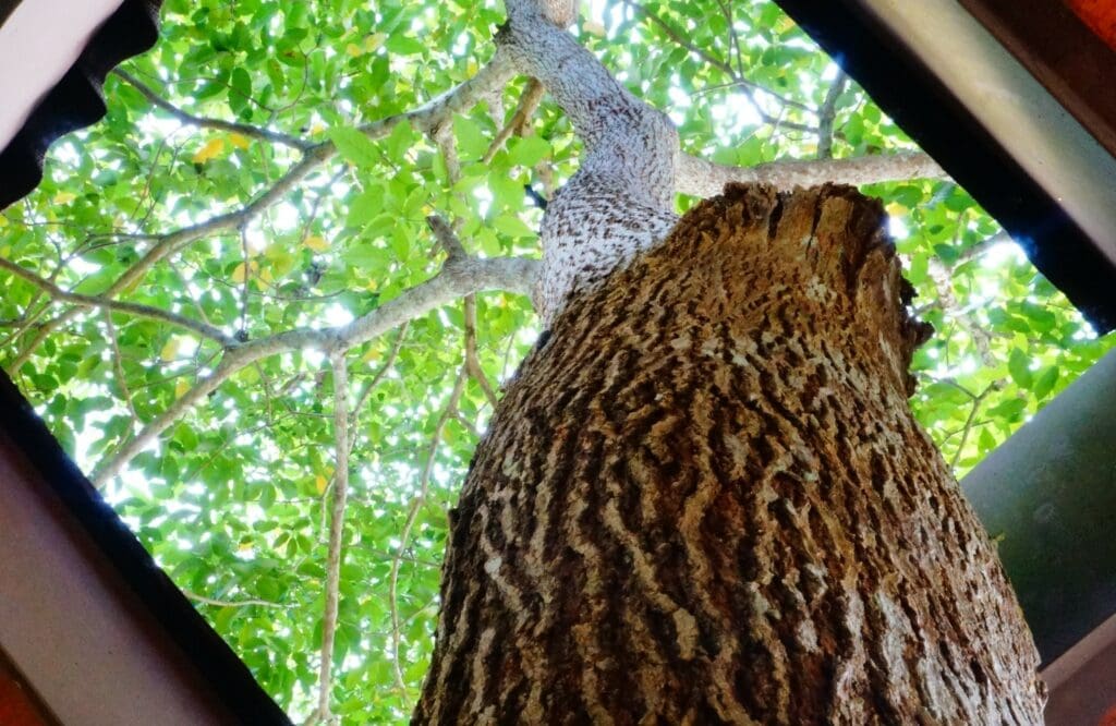 Treehouse_jumpstory