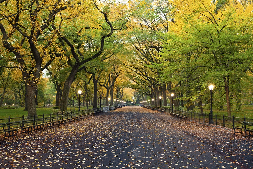 Trees in New York_Rudy Balasko_Shutterstock