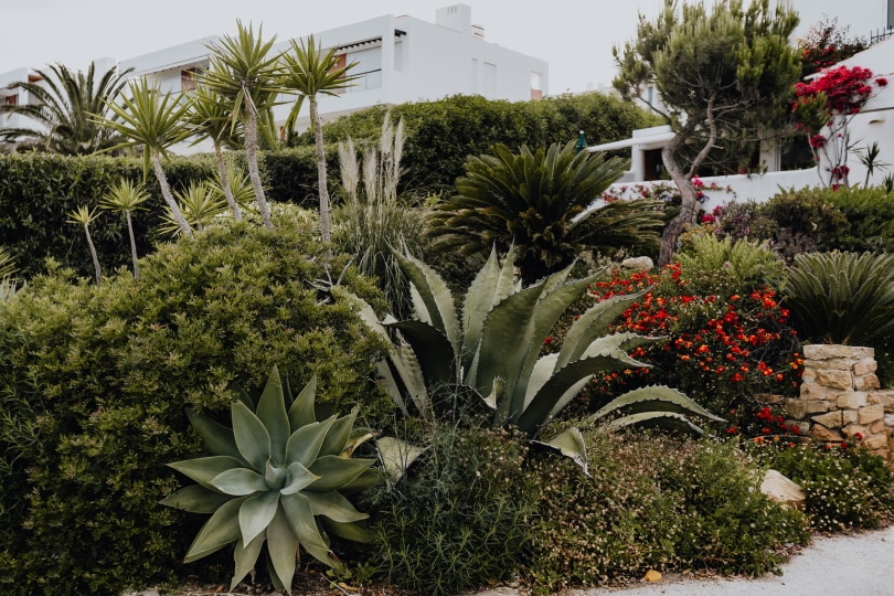 tropical garden