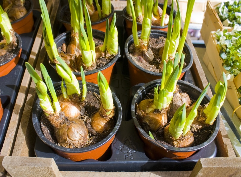 tulip bulbs