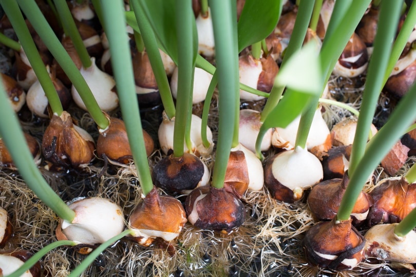 tulip bulbs
