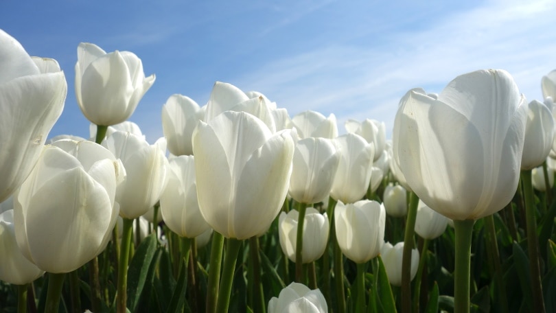 tulip bulbs